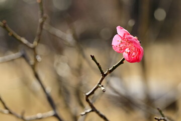 初春の梅