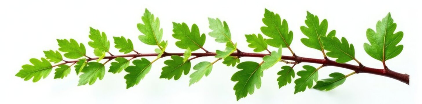 Fresh green branch of Salal Gaultheria Shallon isolated on white background, branch, nature, salal