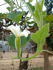 Bottle gourds (Lagenaria siceraria) are ready to harvest 60–120 days after sowing, depending on...