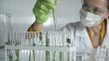 Woman scientist wearing a lab coat, green gloves and mask holding a test tube with plants inside,...