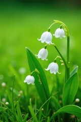 White lily of the valley flowers scattered on a soft green grass field, spring, scent