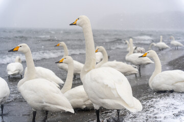 swans on the lake in winter hokkaido japan