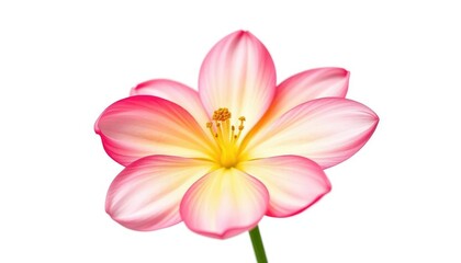 Naklejka premium A single vibrant bloom, petals perfectly formed, isolated against a pure white backdrop, detail, graphic