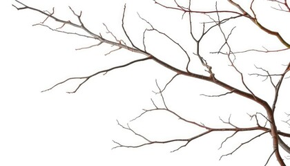 Fototapeta premium Bare, twisted branches isolated against a pure white backdrop, brown, visual