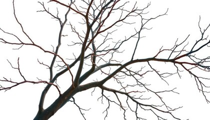 Obraz premium Bare, intricately branched tree limbs isolated against pure white, raw, botanical