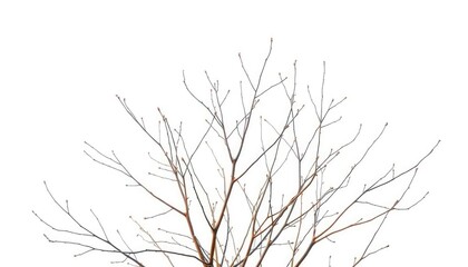 Obraz premium Delicate, bare branches stark against a pure white backdrop, macro, photography
