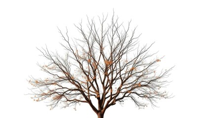 Fototapeta premium Lone deciduous tree, stark branches against pure white, background, wood