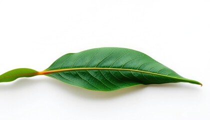 Fototapeta premium Single leaf, detached, pristine white backdrop, graphic, green
