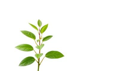 Single vibrant green plant, isolated on pure white backdrop,  detail, leaf