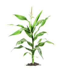 Fototapeta premium Corn plant growth in a garden setting showcasing vibrant green leaves and healthy soil for agricultural purposes, cut out