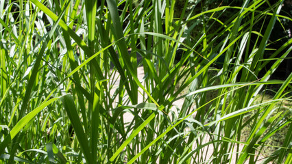 Plant with long, narrow green leaves