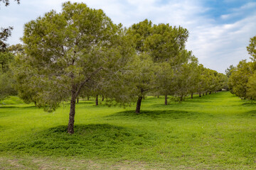 Equally planted pinus trees in the park. Salt Lake,  Mediterranean, Ayia Napa, Cyprus.