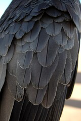 Obraz premium Intricate detailing of raven feathers showing texture and iridescence