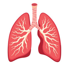 A human lungs vector illustration with a white background
