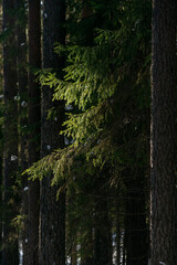 Sunlight in the spring