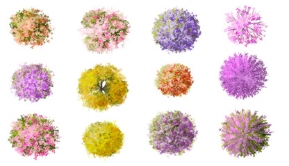 Vector watercolor blooming flower tree or forest top view isolated on white background for landscape plan and architecture drawing,plant for environment or garden,botanical element for exterior layout