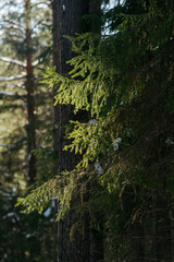 Sunlight in the spring