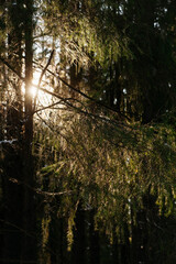 Sunlight in the spring