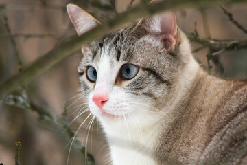 Obraz premium Blue-eyed guardian of the forest. A beautiful cat with blue eyes, who looks out from behind the tree branches.