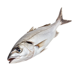 Freshly caught silver fish ready for preparation and cooking in a culinary context focused on healthy meals, cut out