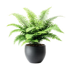 Fototapeta premium Decorative indoor fern plant in a modern black pot for enhancing home decor, cut out