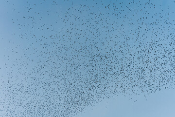 Flock of bats flying from cave in the evening