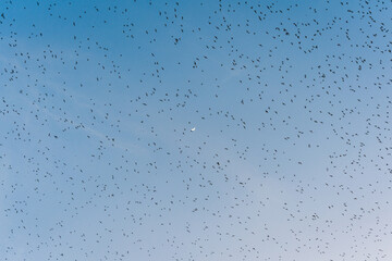 Flock of bats flying from cave in the evening