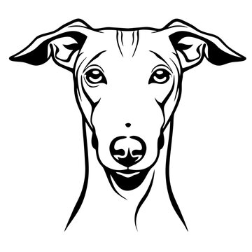 recommend clip art: Minimalist greyhound portrait line art of elegant canine face. Azawakh dog