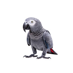 Obraz premium Vibrant Grey Parrot with Distinctive Feathering and Bright Colors