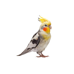 Obraz premium Colorful Cockatiel with Vibrant Yellow Crest and Playful Expression