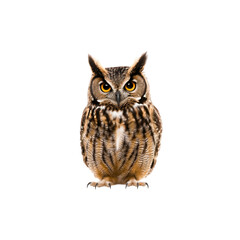 Naklejka premium Majestic Owl Portrait with Striking Eyes and Detailed Plumage