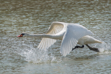Abfliegender Schwan im See