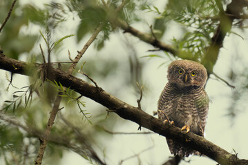 The cute forest owl perched on a tree branch with surroundings branches, leaves and tree. The backdrop is blurred.