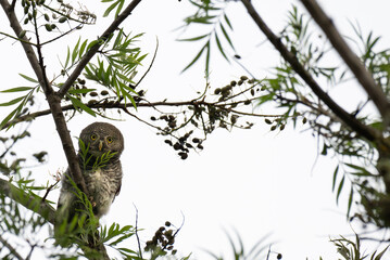 The cute forest owl perched on a tree branch with surroundings branches, leaves and tree. The backdrop is blurred.
