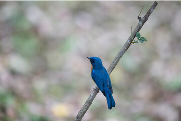 The vibrant Tickells blue flycatcher , its brilliant blue feathers glowing against a backdrop of soft, out of focus foliage.