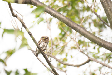 The cute forest owl perched on a tree branch with surroundings branches, leaves and tree. The backdrop is blurred.
