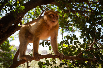 Macaque monkey in the forest, Morocco.