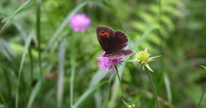Dolomite butterfly lands on flowers.