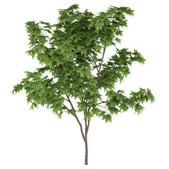 green tree isolated on white
