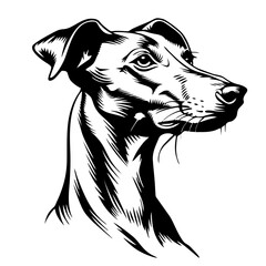 Elegant black and white greyhound dog portrait in artistic line drawing style. Azawakh dog