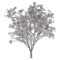 Obraz premium white tree isolated on white
