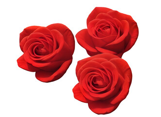Fototapeta premium Trio of Vibrant Red Roses in Full Bloom
