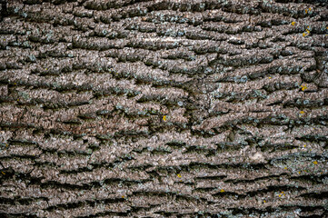 Tree bark close up. Tree trunk with detailed bark texture.