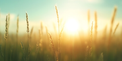 Fototapeta premium Golden field of grain under a bright sun. Warm and serene rural landscape. Symbol of harvest and peace. Nature's beauty at its finest.