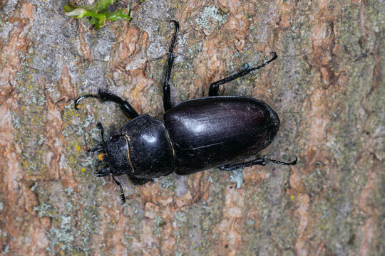 Hirschk&auml;fer, Lucanus cervus, Weibchen, DE, RLP, Cochem, Mosel, 2024/06/06 21:45:44