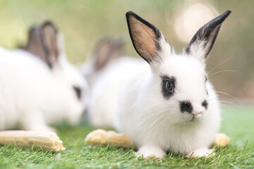 bunny Easter fluffy baby rabbit or new born rabbit. baby cute rabbit or new born adorable bunny. Easter Bunny.  Symbol of Easter day.