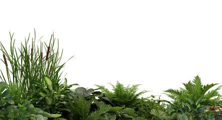 3D render foreground Tropical Plant Green Leaf on transparent background
