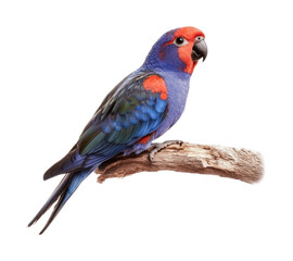 Obraz premium Colorful parrot perched on a branch in a natural setting during daytime, cut out