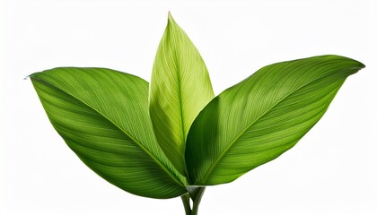 Fototapeta premium green leaf isolated on white