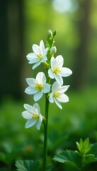 White freesia blooms on a green stem in a forest, nature, stem